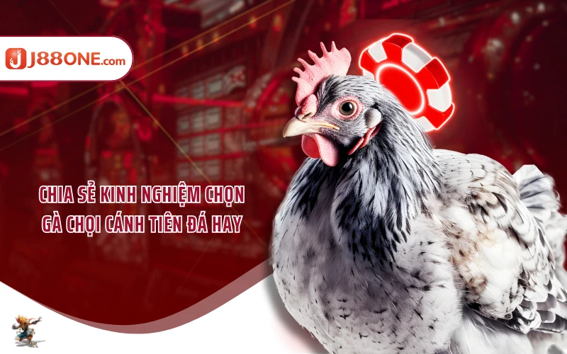 Chia sẻ kinh nghiệm chọn gà chọi cánh tiên đá hay