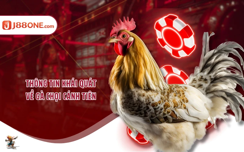 Thông tin khái quát về gà chọi cánh tiên